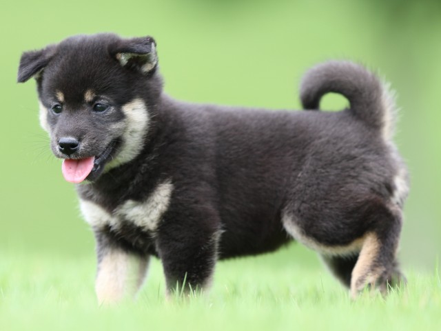 FP5A0818-puupy-shibainu