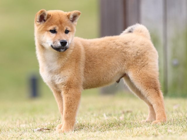 FP5A0824-puupy1-shibainu