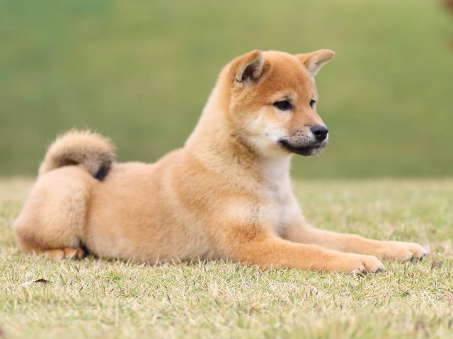 FP5A0846-puupy1-shibainu