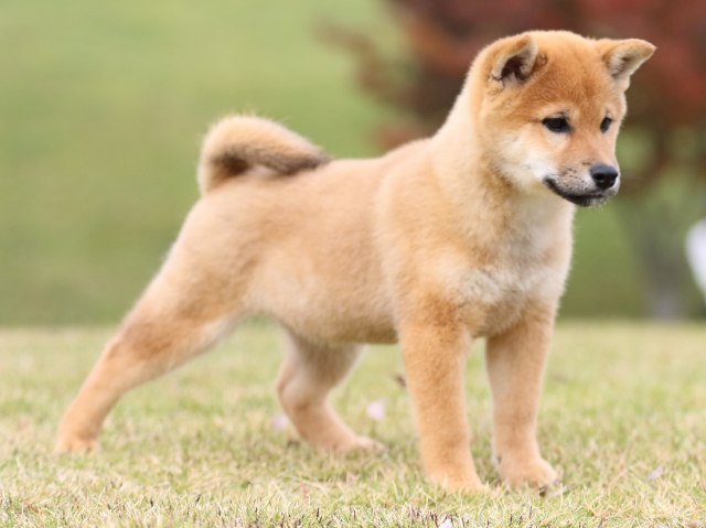 FP5A0852-puupy1-shibainu