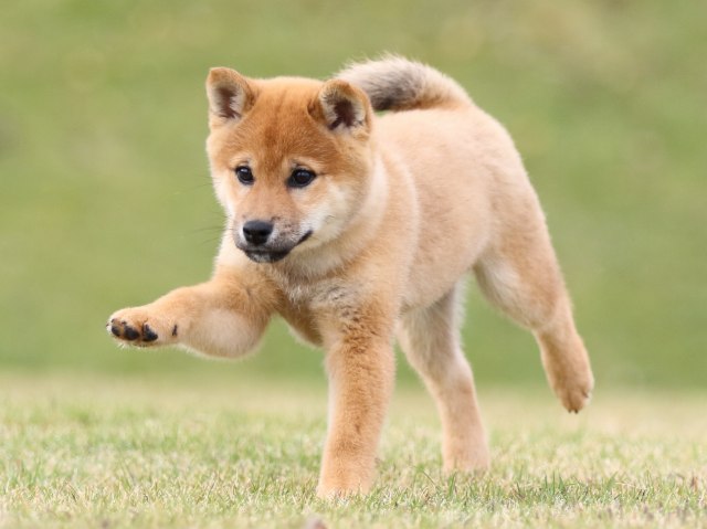 FP5A0887-puupy1-shibainu