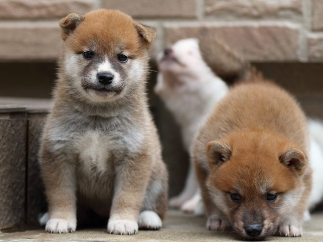 FP5A2052-puupy-shibainu