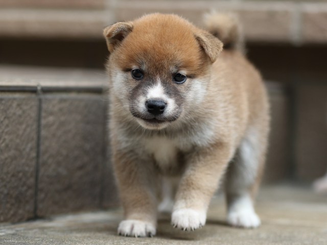 FP5A2062-puupy-shibainu