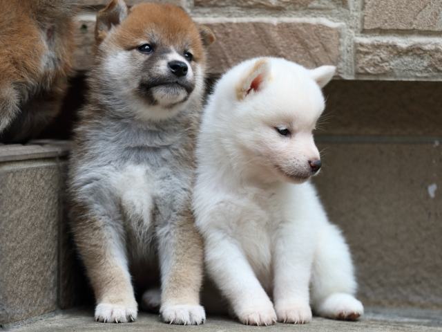 FP5A2081-puupy-shibainu