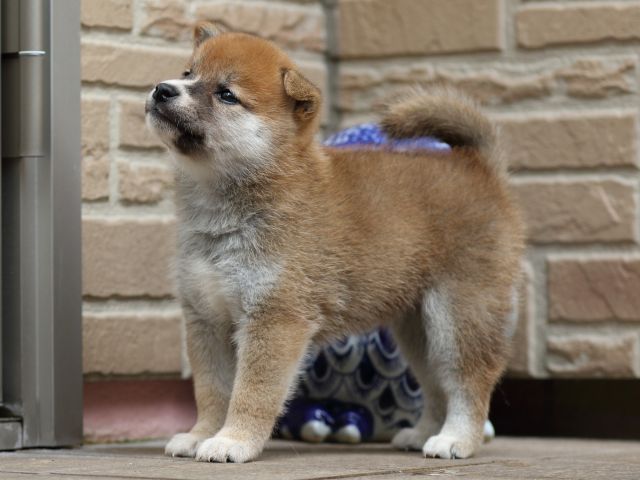 FP5A2139-puupy-shibainu