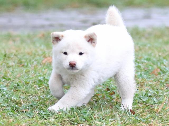 FP5A2314-puupy-shibainu