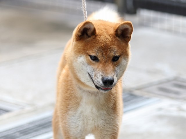 FP5A2340-puupy-shibainu