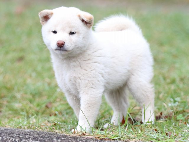 FP5A2350-puupy-shibainu