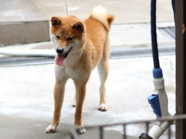 FP5A2352-puupy-shibainu