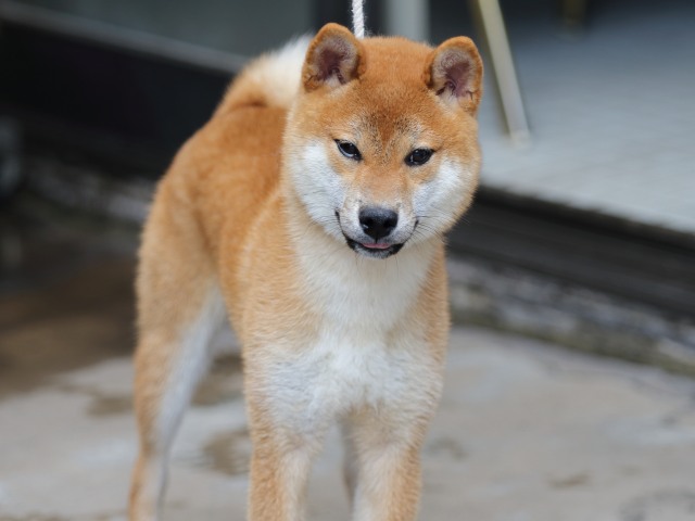 FP5A2370-puupy-shibainu