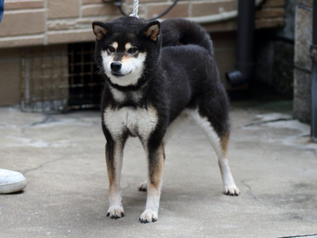 FP5A2391-puupy-shibainu