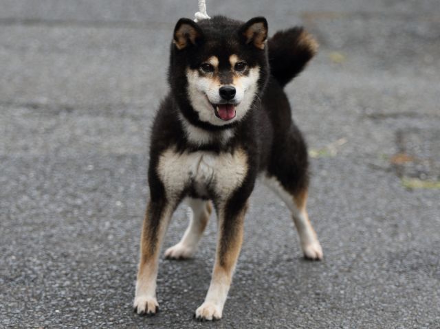 FP5A2421-puupy-shibainu