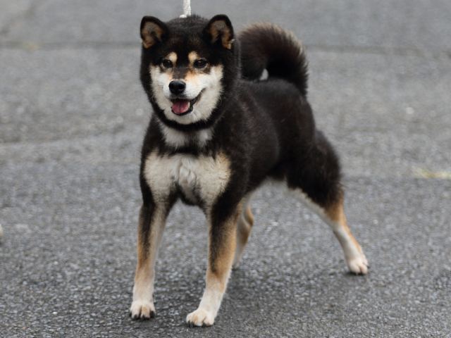 FP5A2422-puupy-shibainu