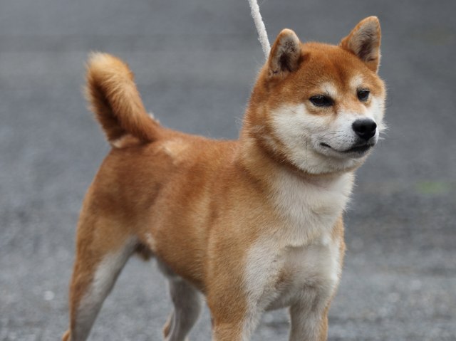 FP5A2445-puupy-shibainu