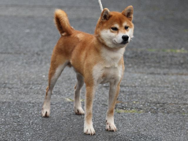 FP5A2462-puupy-shibainu