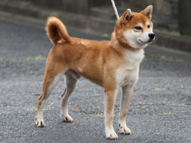 FP5A2467-puupy-shibainu