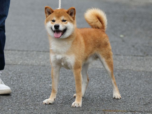 FP5A2481-puupy-shibainu