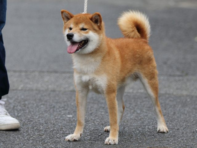 FP5A2504-puupy-shibainu