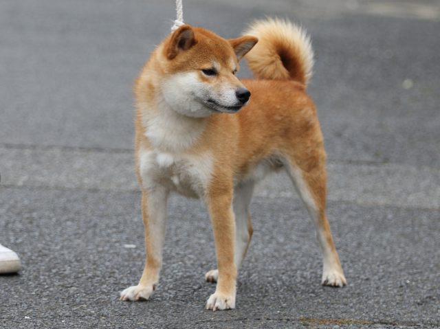 FP5A2512-puupy-shibainu