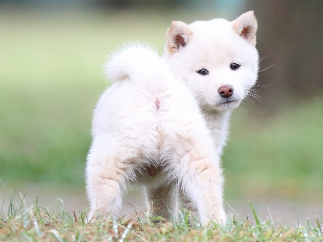 FP5A2552-puupy-shibainu