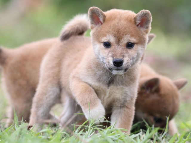 FP5A2564-puupy-shibainu