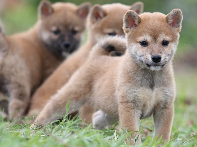 FP5A2591-puupy-shibainu