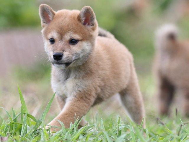 FP5A2602-puupy-shibainu