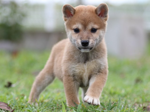 FP5A2613-puupy-shibainu