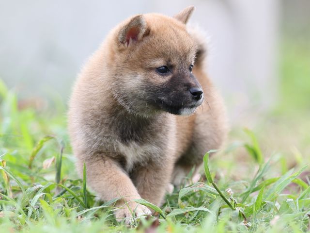 FP5A2659-puupy-shibainu