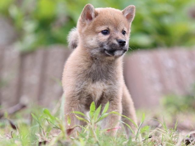 FP5A2692-puupy-shibainu