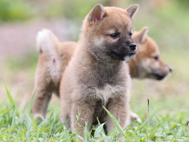 FP5A2697-puupy-shibainu