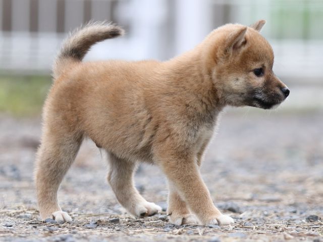 FP5A2751-puupy-shibainu