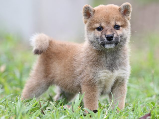 FP5A2821-puupy-shibainu