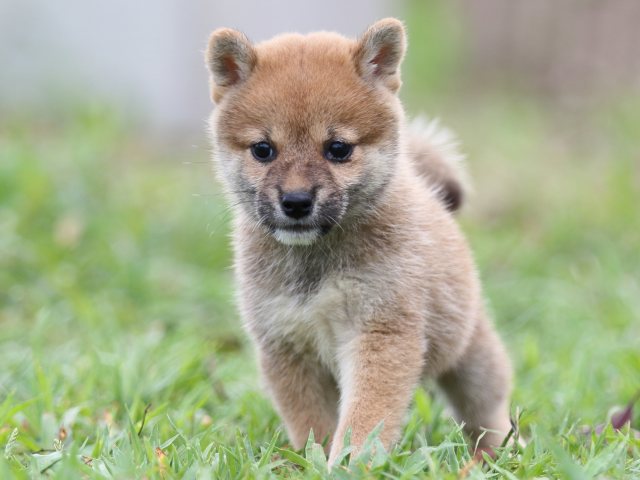 FP5A2838-puupy-shibainu