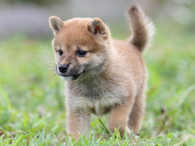 FP5A2876-puupy-shibainu