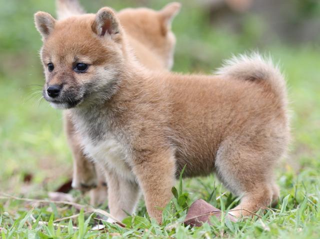 FP5A2890-puupy-shibainu