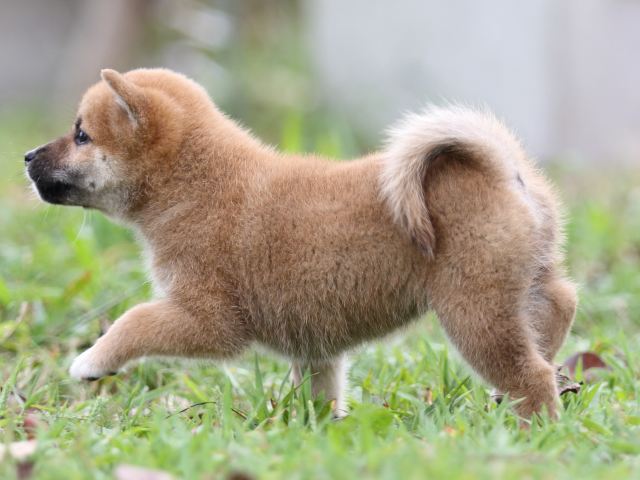 FP5A2914-puupy-shibainu