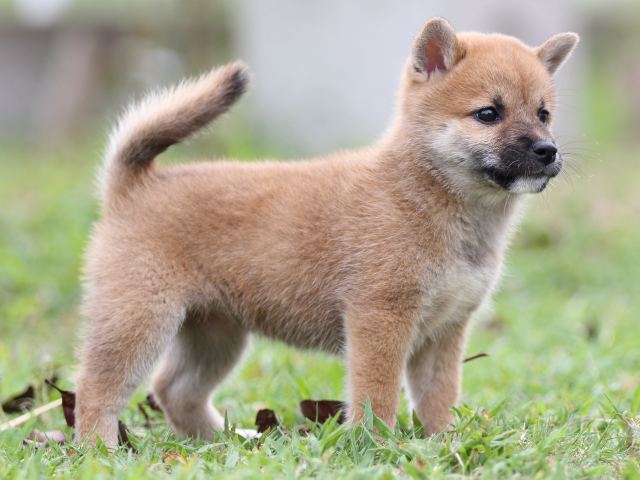 FP5A2933-puupy-shibainu