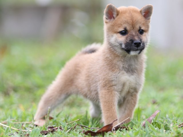 FP5A3008-puupy-shibainu