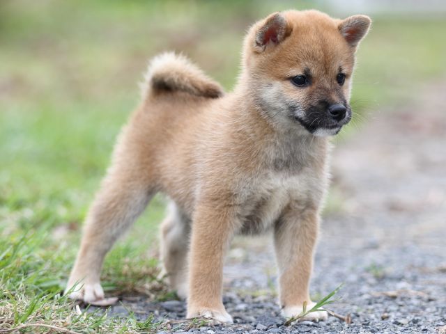 FP5A3022-puupy-shibainu