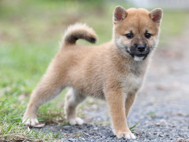 FP5A3037-puupy-shibainu