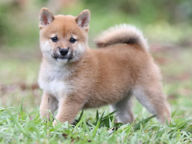 FP5A3168-puupy-shibainu