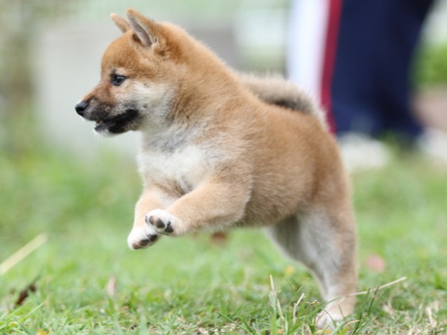 FP5A3218-puupy-shibainu