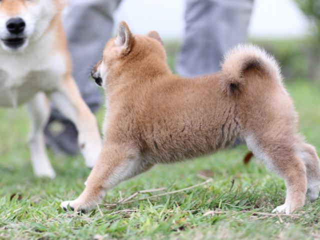 FP5A3232-puupy-shibainu