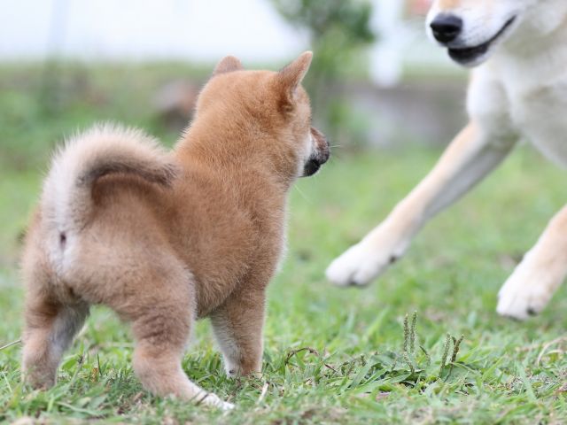 FP5A3244-puupy-shibainu