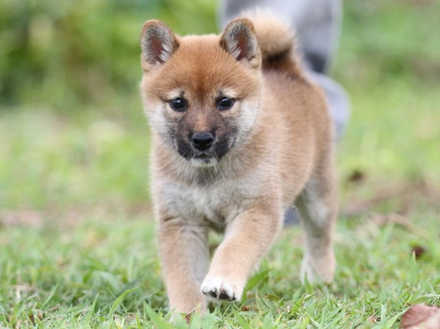 FP5A3309-puupy-shibainu