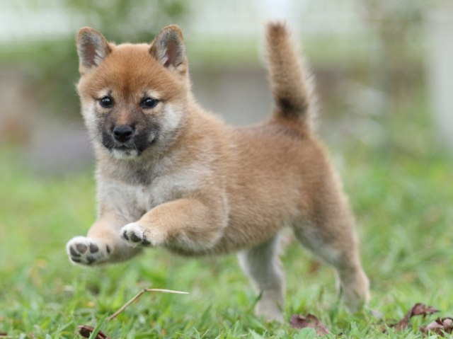 FP5A3334-puupy-shibainu