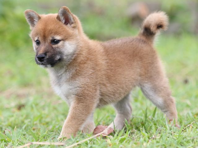 FP5A3343-puupy-shibainu