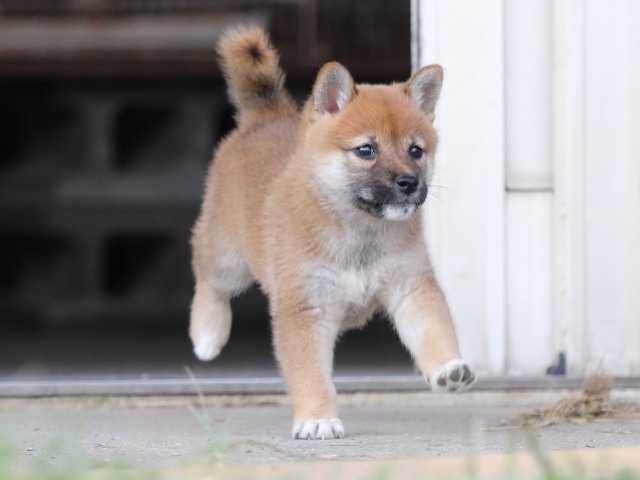 FP5A3411-puupy-shibainu