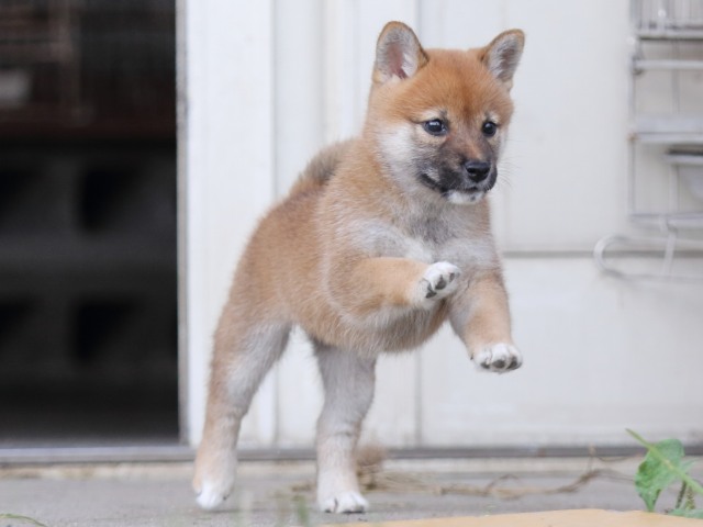 FP5A3413-puupy-shibainu